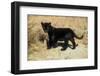 Black Jaguar (Panthera Onca) Kitten, Captive-Charlie Summers-Framed Premium Photographic Print