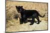 Black Jaguar (Panthera Onca) Kitten, Captive-Charlie Summers-Mounted Premium Photographic Print