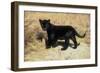 Black Jaguar (Panthera Onca) Kitten, Captive-Charlie Summers-Framed Photographic Print