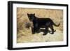 Black Jaguar (Panthera Onca) Kitten, Captive-Charlie Summers-Framed Photographic Print