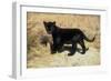 Black Jaguar (Panthera Onca) Kitten, Captive-Charlie Summers-Framed Photographic Print