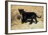 Black Jaguar (Panthera Onca) Kitten, Captive-Charlie Summers-Framed Photographic Print