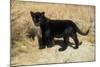 Black Jaguar (Panthera Onca) Kitten, Captive-Charlie Summers-Mounted Photographic Print