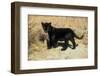 Black Jaguar (Panthera Onca) Kitten, Captive-Charlie Summers-Framed Photographic Print