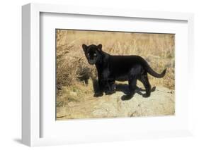 Black Jaguar (Panthera Onca) Kitten, Captive-Charlie Summers-Framed Photographic Print