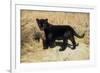 Black Jaguar (Panthera Onca) Kitten, Captive-Charlie Summers-Framed Photographic Print