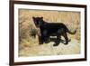 Black Jaguar (Panthera Onca) Kitten, Captive-Charlie Summers-Framed Photographic Print