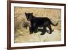 Black Jaguar (Panthera Onca) Kitten, Captive-Charlie Summers-Framed Photographic Print