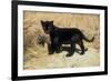 Black Jaguar (Panthera Onca) Kitten, Captive-Charlie Summers-Framed Photographic Print