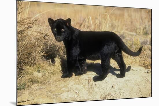 Black Jaguar (Panthera Onca) Kitten, Captive-Charlie Summers-Mounted Photographic Print