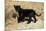 Black Jaguar (Panthera Onca) Kitten, Captive-Charlie Summers-Mounted Photographic Print
