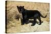 Black Jaguar (Panthera Onca) Kitten, Captive-Charlie Summers-Stretched Canvas