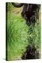 Black Jaguar Panthera Onca Prowling through Long Grass Reflected in Calm Water-Veneratio-Stretched Canvas