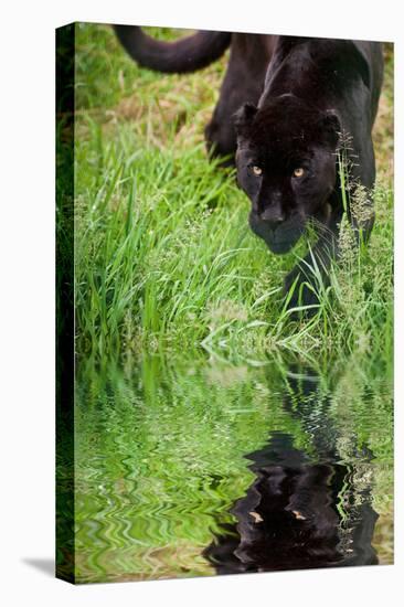 Black Jaguar Panthera Onca Prowling through Long Grass Reflected in Calm Water-Veneratio-Stretched Canvas