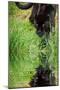 Black Jaguar Panthera Onca Prowling through Long Grass Reflected in Calm Water-Veneratio-Mounted Photographic Print