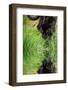 Black Jaguar Panthera Onca Prowling through Long Grass Reflected in Calm Water-Veneratio-Framed Photographic Print