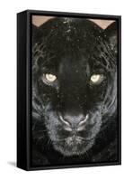 Black Jaguar-null-Framed Stretched Canvas