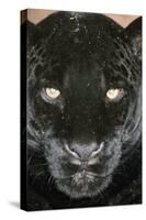 Black Jaguar-null-Stretched Canvas