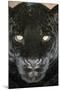 Black Jaguar-null-Mounted Photographic Print