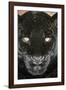 Black Jaguar-null-Framed Photographic Print