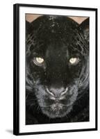 Black Jaguar-null-Framed Photographic Print