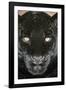 Black Jaguar-null-Framed Photographic Print