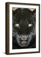 Black Jaguar-null-Framed Photographic Print