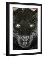 Black Jaguar-null-Framed Photographic Print