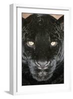 Black Jaguar-null-Framed Photographic Print