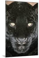 Black Jaguar-null-Mounted Photographic Print