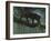 Black Jaguar-Harro Maass-Framed Giclee Print