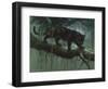 Black Jaguar-Harro Maass-Framed Giclee Print