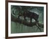 Black Jaguar-Harro Maass-Framed Giclee Print