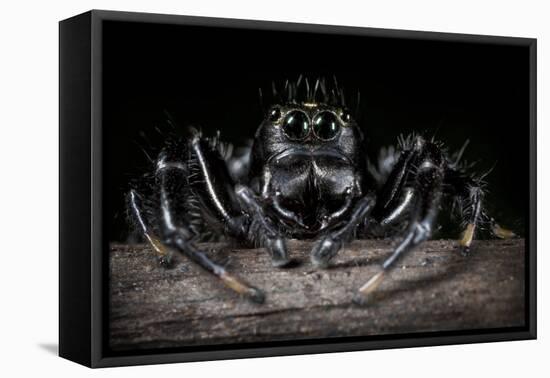 Black Jumping Spider (Salticidae)-Alex Hyde-Framed Stretched Canvas