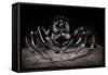 Black Jumping Spider (Salticidae)-Alex Hyde-Framed Stretched Canvas