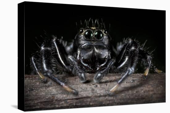 Black Jumping Spider (Salticidae)-Alex Hyde-Stretched Canvas