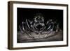 Black Jumping Spider (Salticidae)-Alex Hyde-Framed Photographic Print