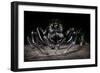 Black Jumping Spider (Salticidae)-Alex Hyde-Framed Photographic Print