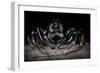 Black Jumping Spider (Salticidae)-Alex Hyde-Framed Photographic Print