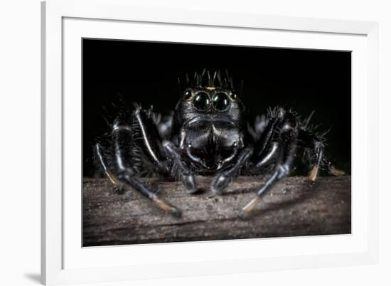 Black Jumping Spider (Salticidae)-Alex Hyde-Framed Photographic Print