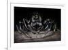 Black Jumping Spider (Salticidae)-Alex Hyde-Framed Photographic Print