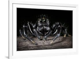 Black Jumping Spider (Salticidae)-Alex Hyde-Framed Photographic Print