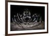 Black Jumping Spider (Salticidae)-Alex Hyde-Framed Photographic Print