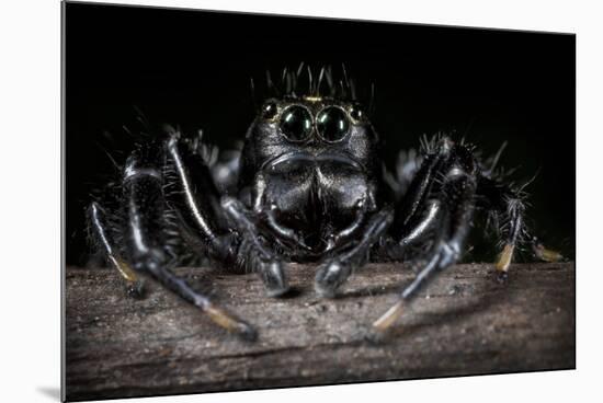 Black Jumping Spider (Salticidae)-Alex Hyde-Mounted Photographic Print