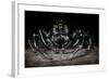 Black Jumping Spider (Salticidae)-Alex Hyde-Framed Photographic Print