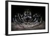 Black Jumping Spider (Salticidae)-Alex Hyde-Framed Photographic Print