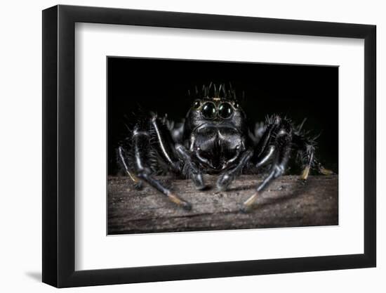 Black Jumping Spider (Salticidae)-Alex Hyde-Framed Photographic Print