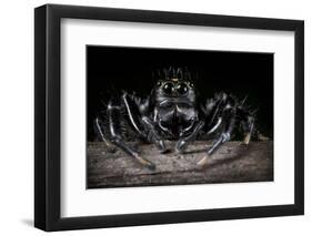 Black Jumping Spider (Salticidae)-Alex Hyde-Framed Photographic Print