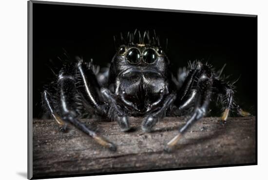 Black Jumping Spider (Salticidae)-Alex Hyde-Mounted Photographic Print