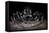 Black Jumping Spider (Salticidae)-Alex Hyde-Framed Stretched Canvas